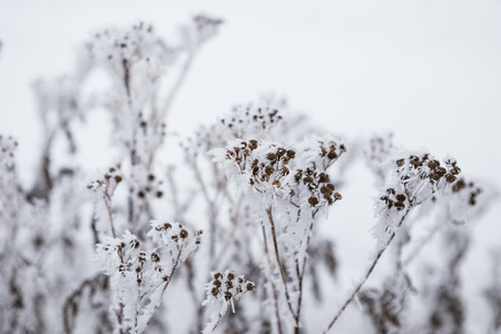 Close up of frozen flower covered with ice and snowの写真素材