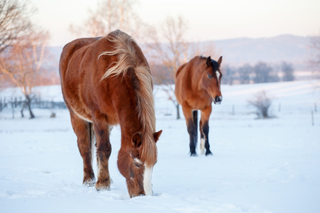 Two brown horses in a pasture in winter, cold winter dayの写真素材