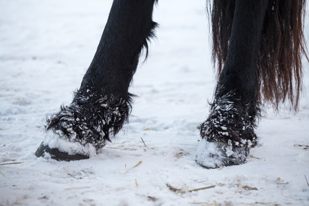 Friesian horses hooves in winterの写真素材