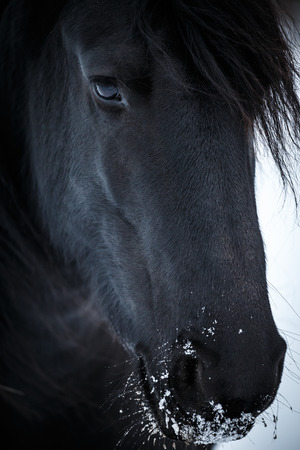 Portrait beauty friesian horse in winterの写真素材