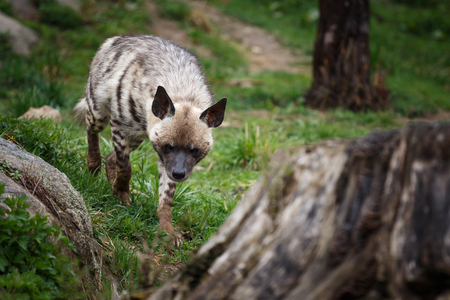 Striped hyena (Hyaena hyaena sultana)の写真素材