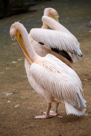 White pelican (Pelecanus onocrotalus)の写真素材