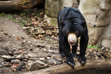 Sun bear also known as a Malaysian bear (Helarctos malayanus)の写真素材