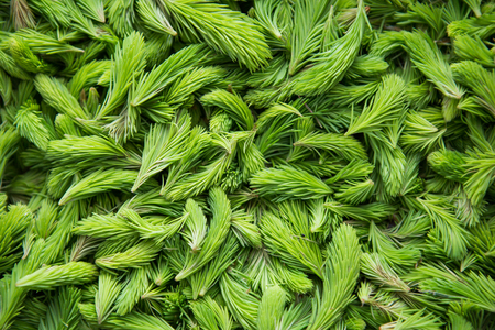 Fresh green spruce shoots. Young shoots of spruce trees in the spring. Nature green background.