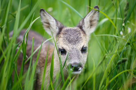 Young wild roe deer in grass, Capreolus capreolus. New born roe deer, wild spring nature.の写真素材