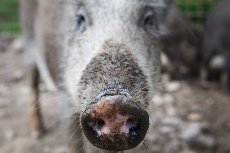Wild boar
