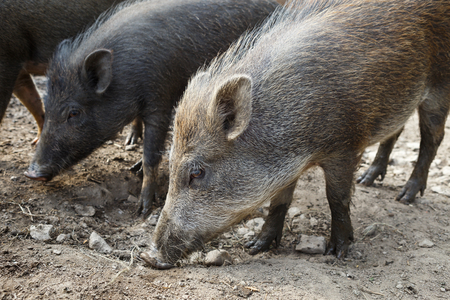 Wild boar herdの写真素材