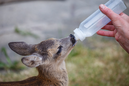Taking care of a baby roe deer (Capreolus capreolus), wildlife rescueの写真素材