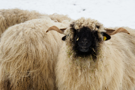 Flock of sheep in winter on farm. Sheep in the snow. Flock of sheep in winter.の写真素材