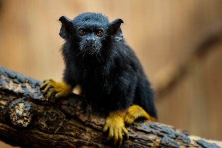 Golden handed Tamarin. Tamarin Saguinus midas sitting on branch. Wild life animal.の写真素材