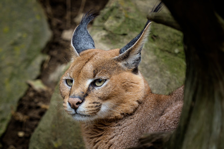Portrait desert cats Caracal (Caracal caracal) or African lynx with long tufted earsの写真素材