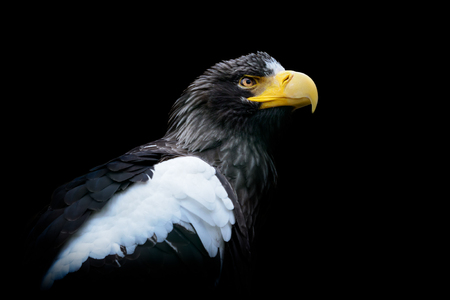 Steller's sea eagle on black background - Haliaeetus pelagicusの写真素材