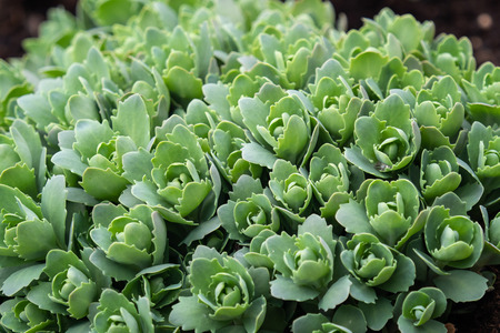 Garden plants at springtime ( Sedum telephium )の写真素材