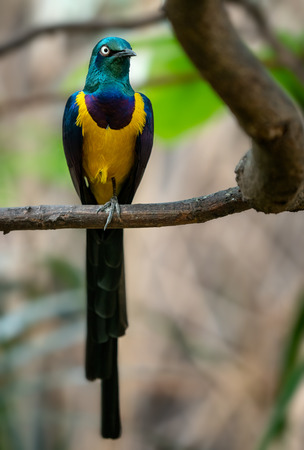 Golden-breasted Starling, Cosmopsarus regius, Glossy Starling sitting on the tree branch. Beautiful shiny bird in the green forest.の写真素材