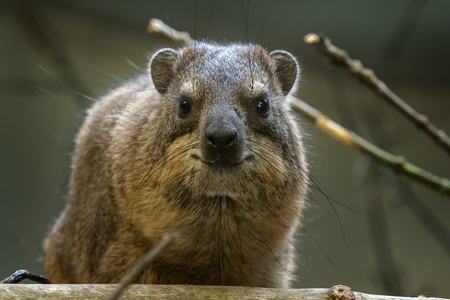 Portrait of rock hyrax (Procavia capensis)の写真素材