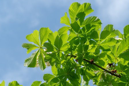 Leaves of a chestnut trees (Aesculus hippocastanum) on a background of blue sky.の写真素材