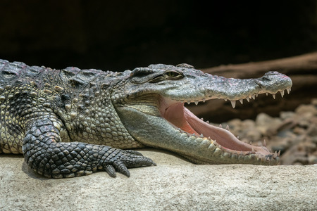Siamese crocodile with open mouth (Crocodylus siamensis)の写真素材