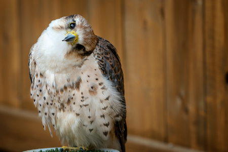Lanner Falcon, Falco biarmicus bird of prey portraitの写真素材