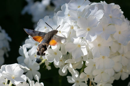 Macroglossum stellatarum, Hummingbird hawk-moth hovering over a flowerの写真素材