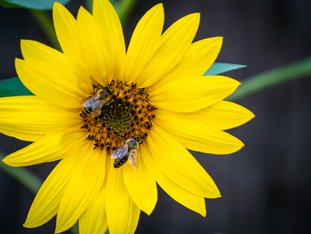 Sunflower with bees. Pollination of flowers. Summer flowering plant to produce sunflower oil.の写真素材