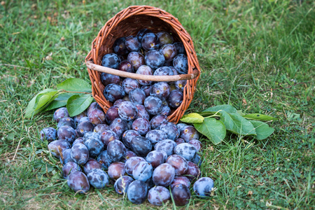 Plum harvest. Plums in a wicker basket on the grass. Ripe plums in a wicker basket, plums scattered in the grass.の写真素材