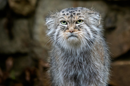 Manul or Pallas's cat, Otocolobus manul, cute wild cat from Asia.の写真素材