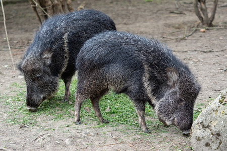 Chacoan peccary (Catagonus wagneri) eats grassの写真素材