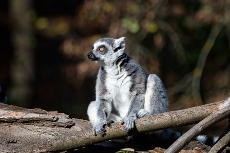 Lemur catta on the tree. The ring-tailed lemur (Lemur catta) is a large strepsirrhine primate and...