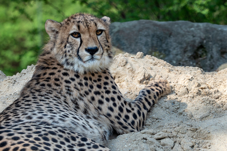 Cheetah portrait (Acinonyx jubatus) lying down in the sandの写真素材