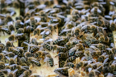 Close up view of the open hive showing the frames populated by honey bees.
Bees in honeycomb.の写真素材