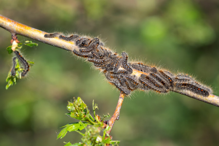Caterpillar larvae, Brown tail caterpillars on treeの写真素材