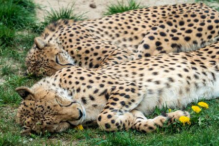 Two Cheetah Cats sleeping in the grass, Acinonyx Jubatus.の写真素材
