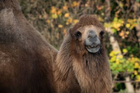 Bactrian camel (Camelus bactrianus). Domesticated animal.の写真素材