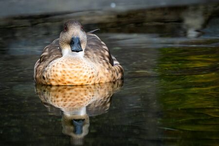 Patagonian crested duck on the water. Lophonetta specularioides specularioides.の写真素材