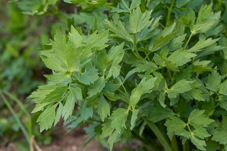 Spices and Herbs, Lovage plant (Levisticum officinale) growing in the garden.の写真素材