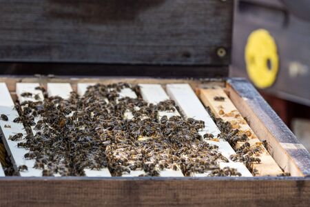 Close up view of the open hive showing the frames populated by honey bees.Bees in honeycomb.