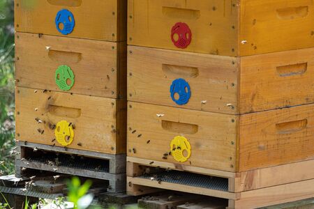 Close up of flying bees. Wooden beehive and bees.