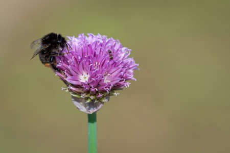 Bumblebee collecting nectar from chives plant blossom. Chives are a commonly used herb for culinary...