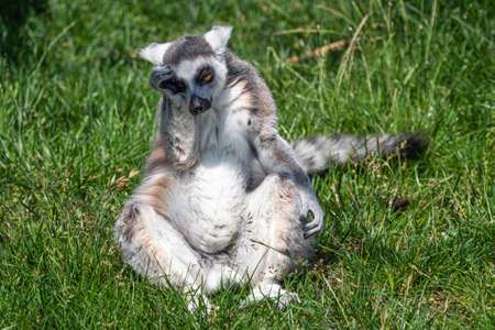 Sad lonely ring tailed lemur (Lemur catta)