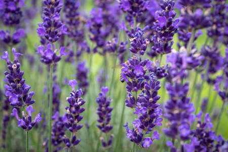Lavender Field in the summer