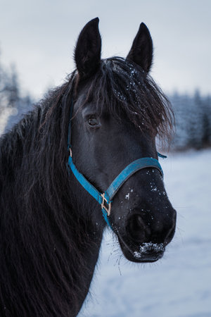 Portrait of a friesian horse on the background of the winter forestの写真素材