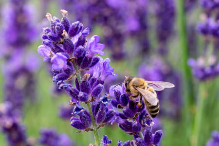 The bee pollinates the lavender flowers.