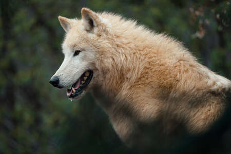 Arctic wolf (Canis lupus arctos), also known as the white wolf or polar wolf