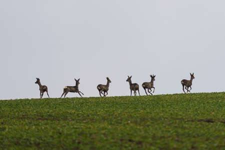 Herd roe deers running on meadow. Capreolus capreolus.の写真素材