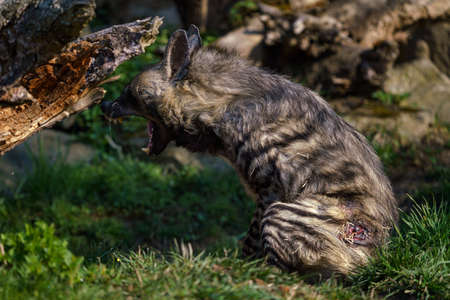 Striped hyena (Hyaena hyaena sultana)の写真素材