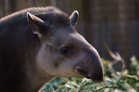 Portrait of south American tapir (Tapirus terrestris)の写真素材