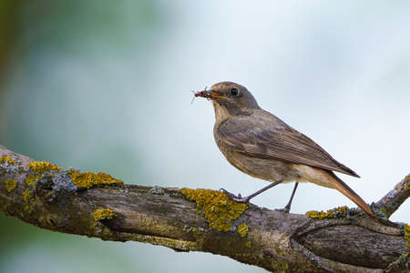Black redstart - Phoenicurus ochruros standing on the branch with prey.の写真素材