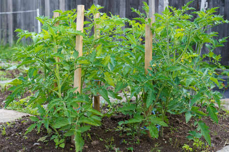 Tomato seedling in the ground