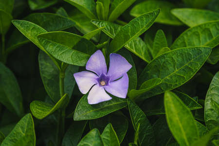 Purple blue flowers of periwinkle, vinca minorの写真素材