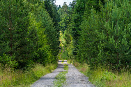 Walking path in forest. Forest road.